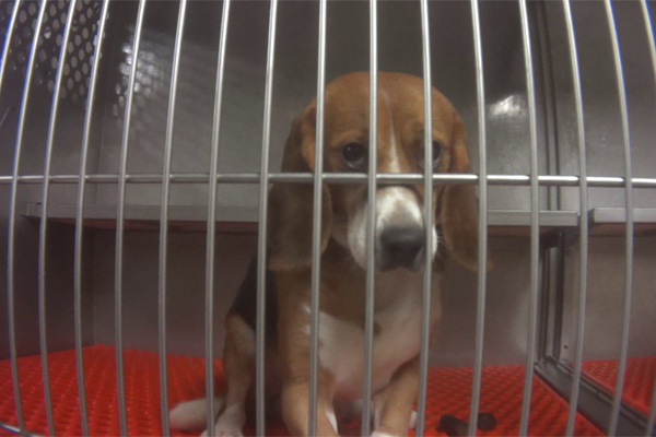 ECEAE refutes campaign of animal research lobby organisation regarding the use of dogs in biomedical research