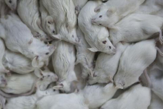 EU statistics on animal experimentation 2023