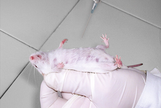 New ECEAE and SAFE consortium paper sheds light on ongoing animal testing for Botox