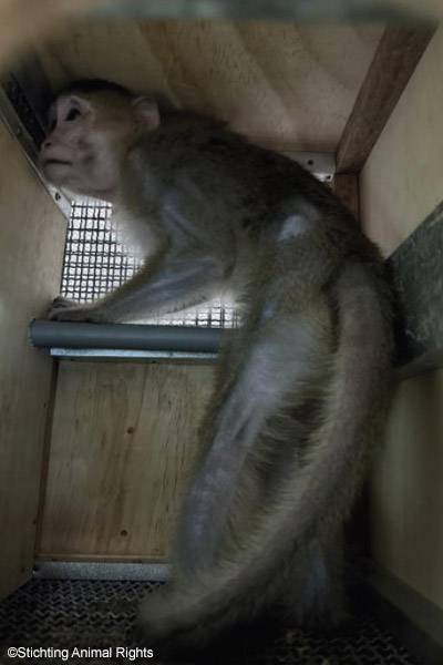 Non-human-primate trade