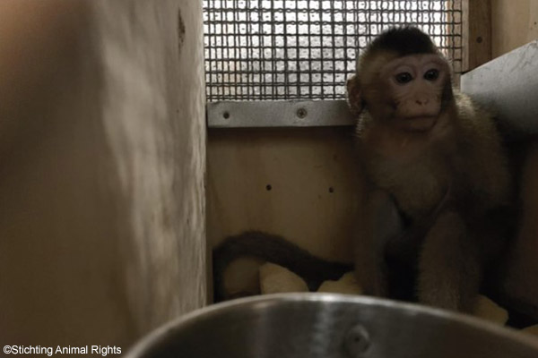 Non-human-primate trade