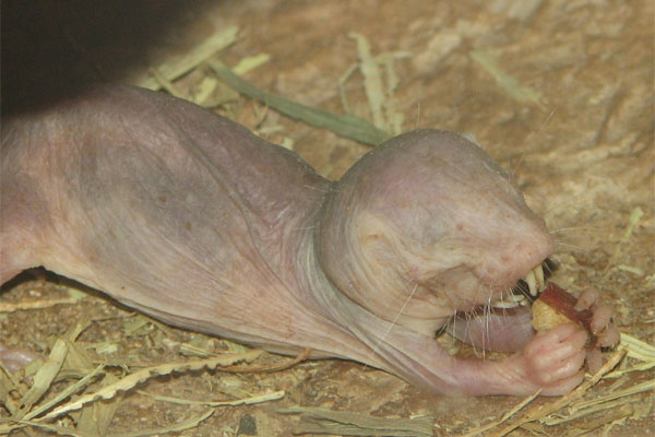 Naked mole-rat