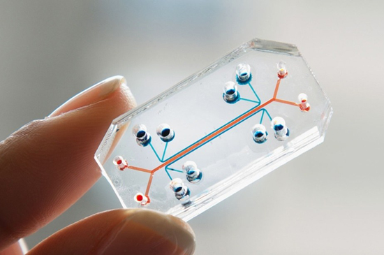 Lung-Organ-Chip