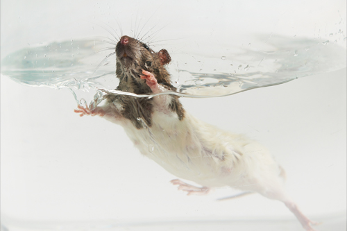 Rat in forced swim test